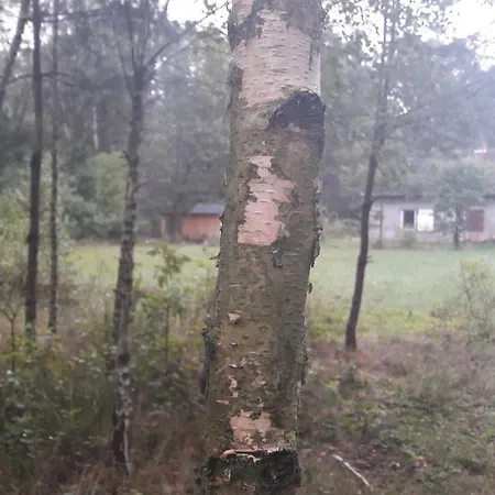 Lesna * Podleze Krolewskie